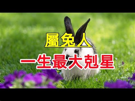 兔五行屬什麼|生肖兔五行屬性大全 生肖兔五行相生相剋